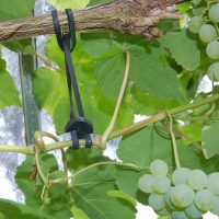 Tree-Fix plante opbinding 11 cm - Image 3